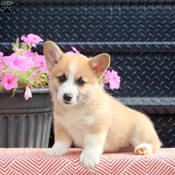 Dandy, Pembroke Welsh Corgi Puppy