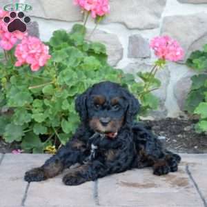 Dandy, Cavapoo Puppy