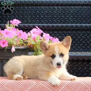 Dandy, Pembroke Welsh Corgi Puppy