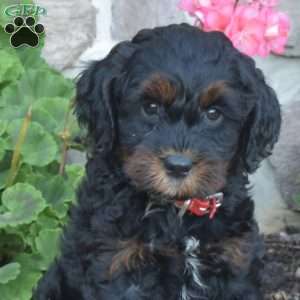 Dandy, Cavapoo Puppy