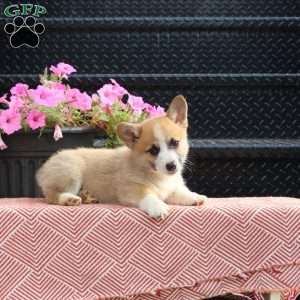 Dandy, Pembroke Welsh Corgi Puppy