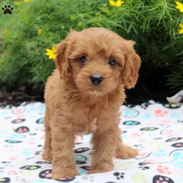 Danny, Cavapoo Puppy