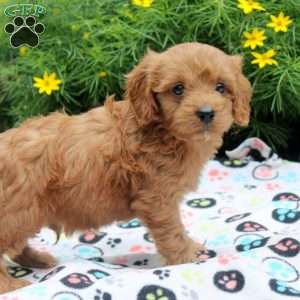 Danny, Cavapoo Puppy
