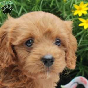 Danny, Cavapoo Puppy