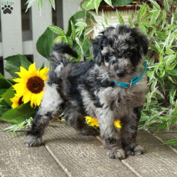Dante, Goldendoodle Puppy