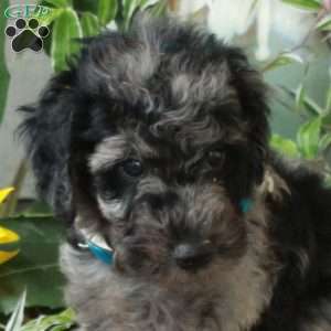 Dante, Goldendoodle Puppy