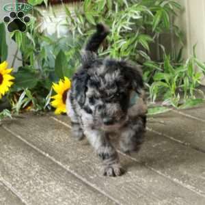 Dante, Goldendoodle Puppy