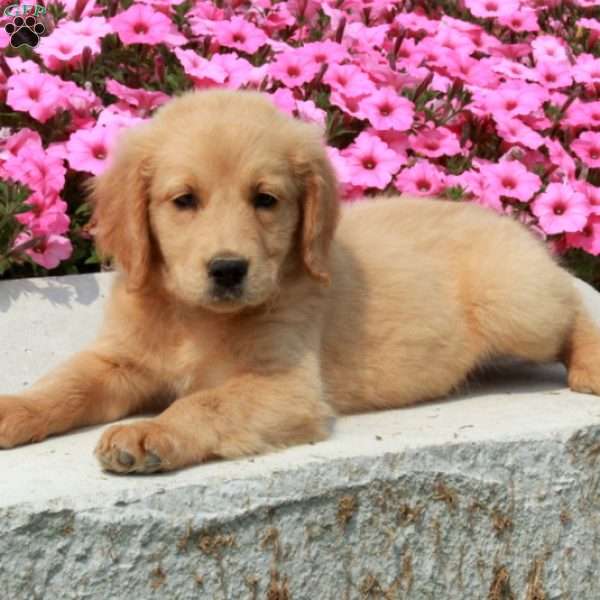 Daphne, Goldendoodle Puppy