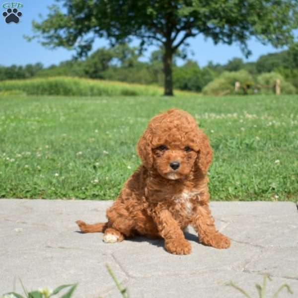 Daphne, Cavapoo Puppy