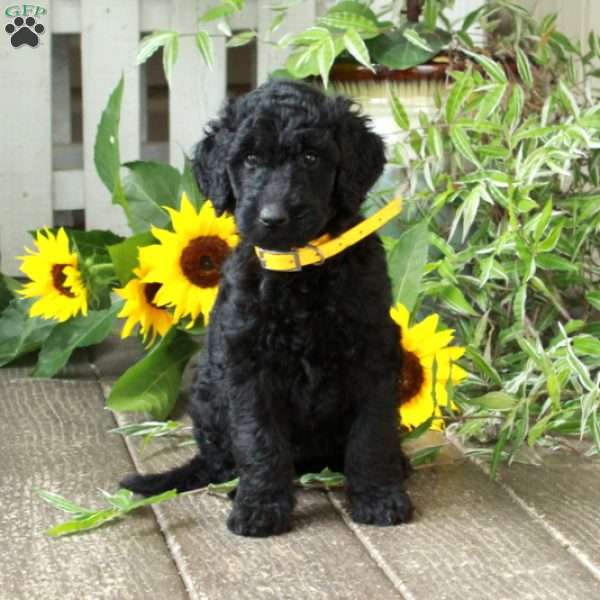 Daphne, Goldendoodle Puppy