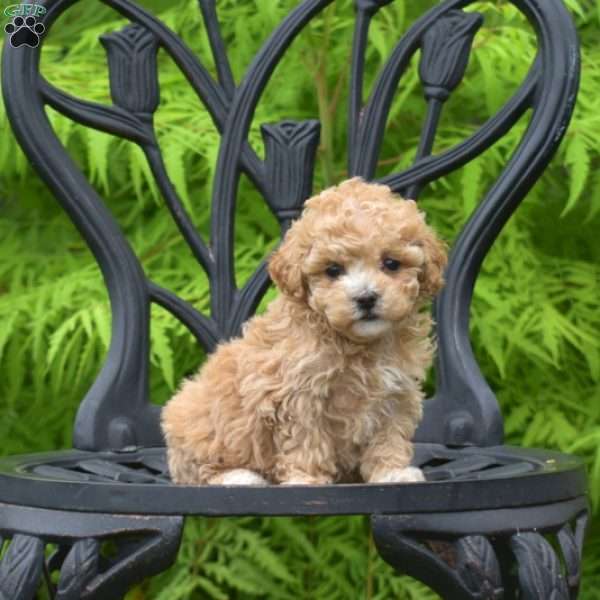 Daphne, Bich-Poo Puppy