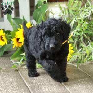 Daphne, Goldendoodle Puppy
