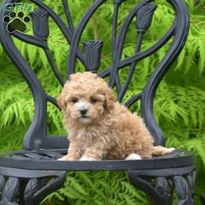 Daphne, Bich-Poo Puppy