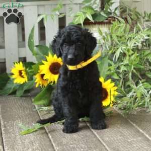 Daphne, Goldendoodle Puppy