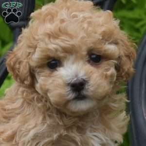 Daphne, Bich-Poo Puppy