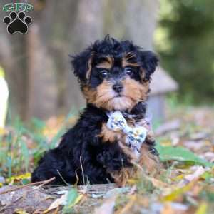 Darla, Maltipoo Puppy