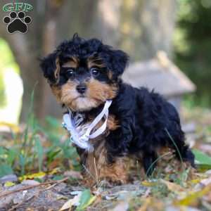 Darla, Maltipoo Puppy