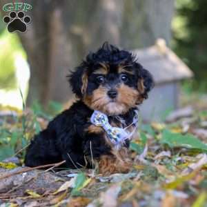 Darla, Maltipoo Puppy