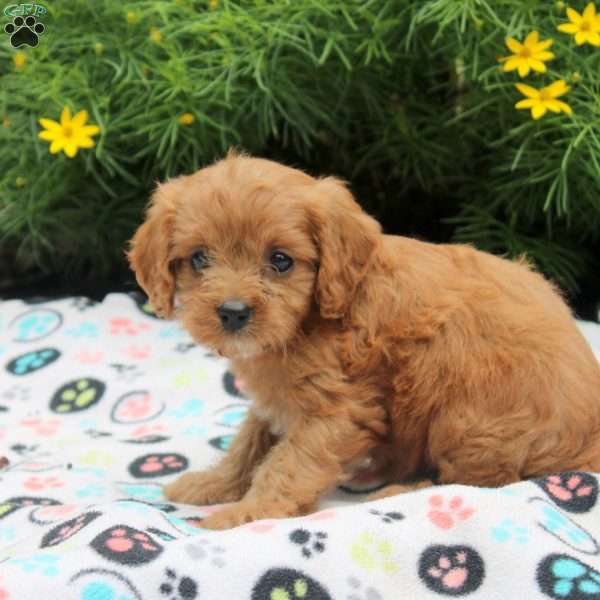 Darla, Cavapoo Puppy