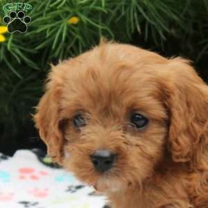Darla, Cavapoo Puppy