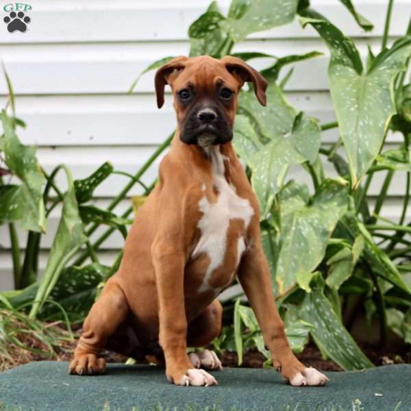 Darla, Boxer Puppy