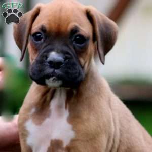 Darla, Boxer Puppy