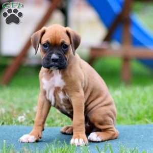 Darla, Boxer Puppy