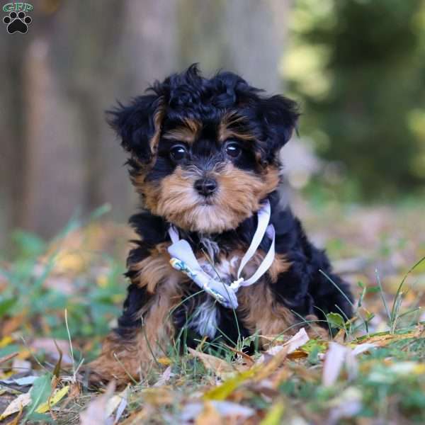 Darla, Maltipoo Puppy