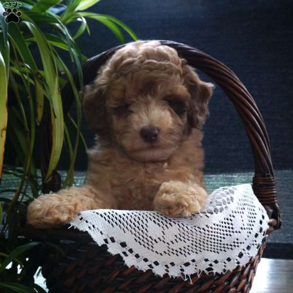 Darrell, Miniature Poodle Puppy
