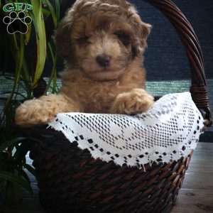 Darrell, Miniature Poodle Puppy