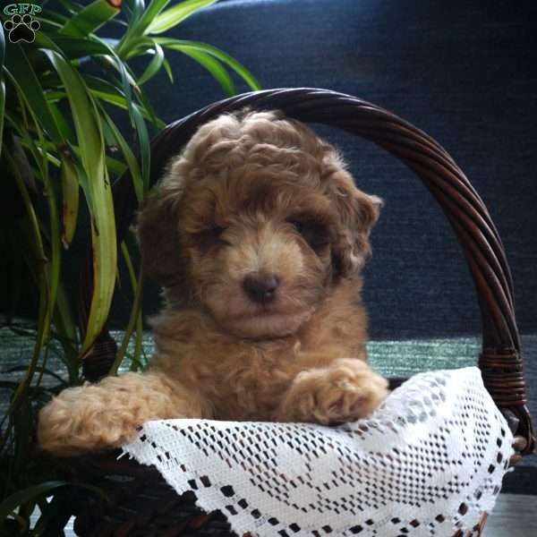Darrell, Miniature Poodle Puppy