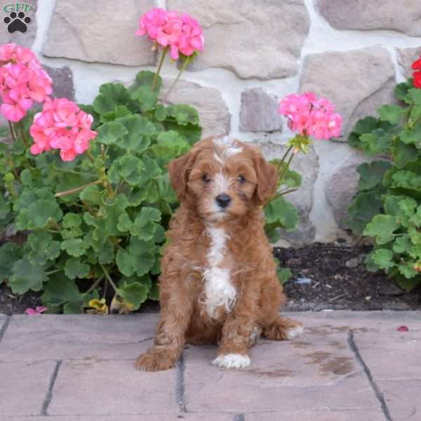 Darren, Cavapoo Puppy