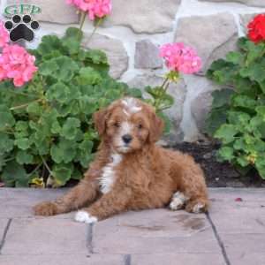 Darren, Cavapoo Puppy