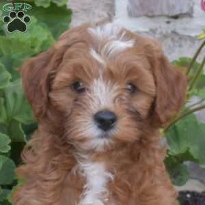 Darren, Cavapoo Puppy