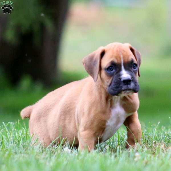 Dash, Boxer Puppy