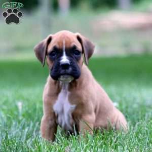 Dash, Boxer Puppy