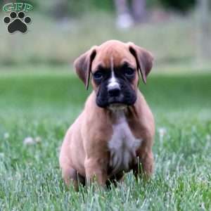 Dash, Boxer Puppy
