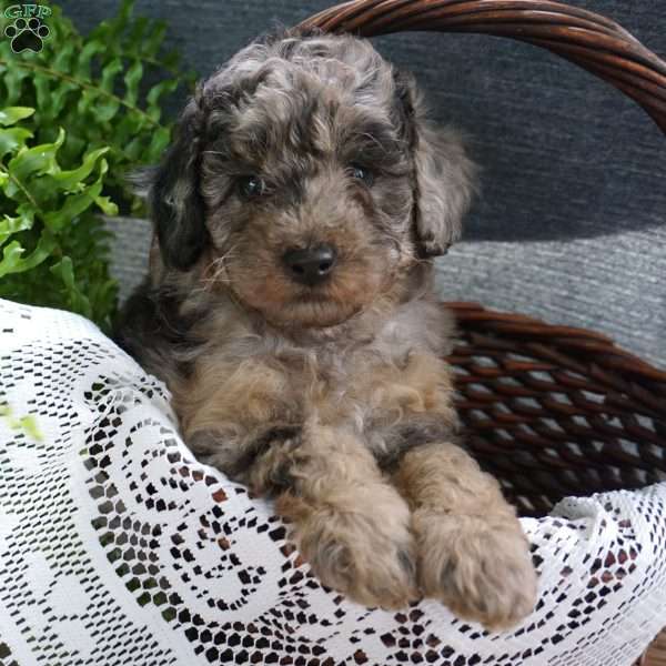Daustin, Miniature Poodle Puppy