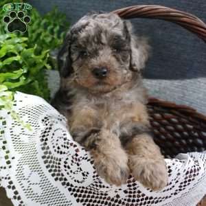 Daustin, Miniature Poodle Puppy