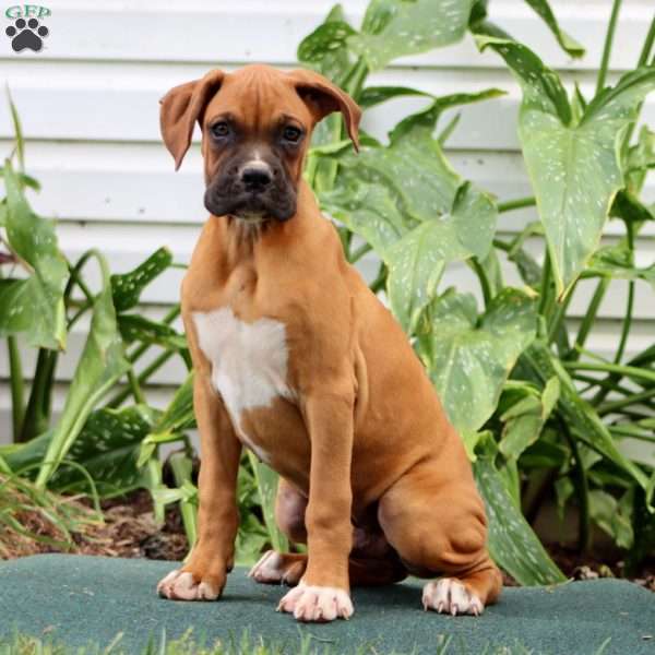 Davey, Boxer Puppy