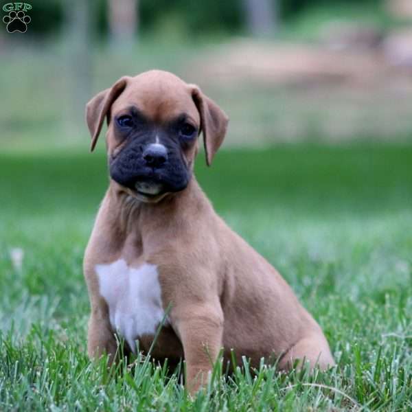 Davey, Boxer Puppy