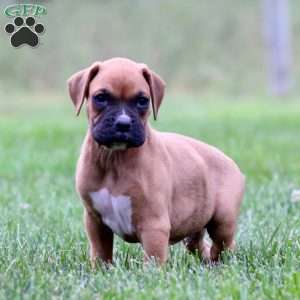 Davey, Boxer Puppy