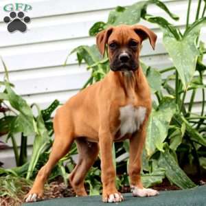Davey, Boxer Puppy