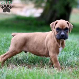 Davey, Boxer Puppy