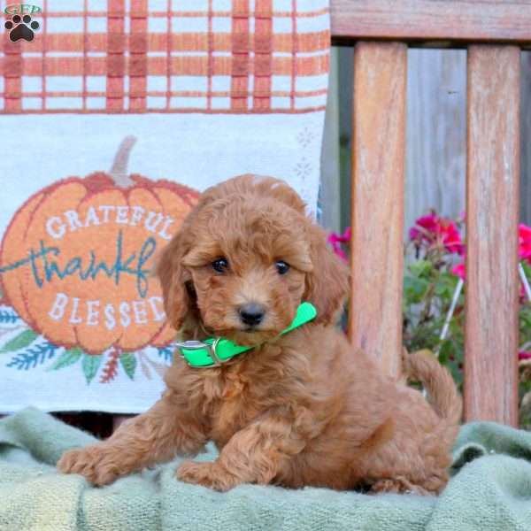 Dawn, Mini Goldendoodle Puppy