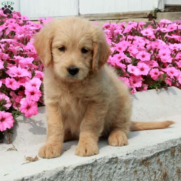 Dawn, Goldendoodle Puppy