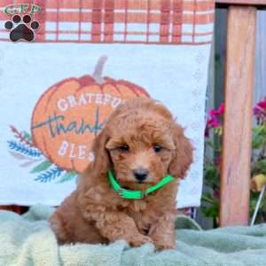 Dawn, Mini Goldendoodle Puppy