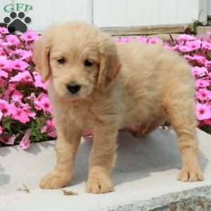 Dawn, Goldendoodle Puppy