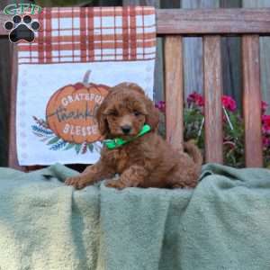 Dawn, Mini Goldendoodle Puppy