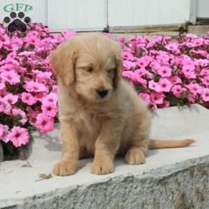 Dawn, Goldendoodle Puppy